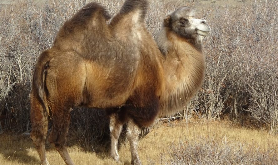 Биологи нашли «чистый» штамм молочной бактерии в верблюжьей простокваше