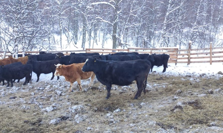 Ученые выяснили: крупные фермы стали очагом появления «супербактерий»